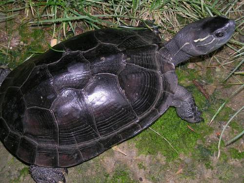 乌龟品种大全